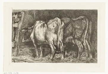 Two Cows at a Feeding Trough