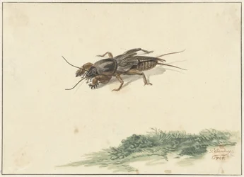 Insect