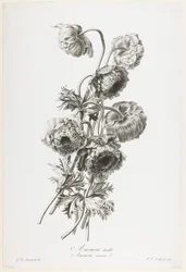 Anemone double, from Fleurs Dessinees d