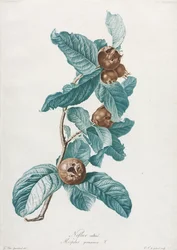 Cultivated Medlar Mespilus Germanica