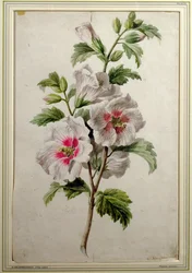 Hollyhocks