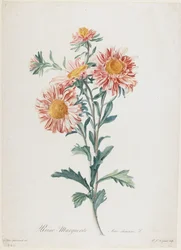 Reine-Marguerite, from Fleurs Dessinees d