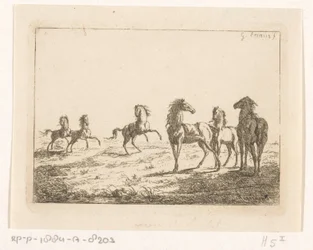 Herd of Wild Horses