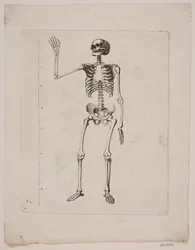 Skeleton