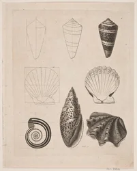 Board with Snails