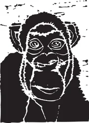 Chimpanzee