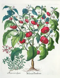 Solanum Pomiferum and Amaracus Vulgaris, from the Hortus Eystettensis by Basil Besler, pub. 1613