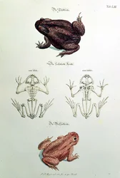 Toads, plate LIII from 