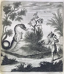 A Fearful Dragon