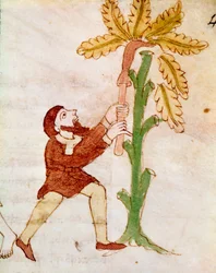 A Farmer Carving the Branches of a Miniature Tree from the Manuscript 