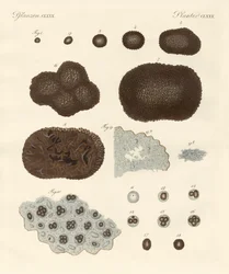 About the Organisation, Kind of Reproduction and the Building of Truffles