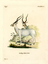 Addax Antelope