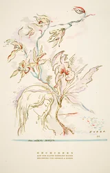 Advertisement Orchideen aus dem Hause Hermann Roth from Styl, pub. 1922