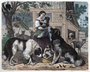 Affection between a farmer and her dogs. In 