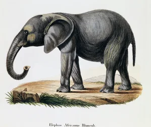 African Elephant (Elephas africanus), from Mammals illustrated from Nature with descriptions, by Johann Christian Daniel von Schreber, engraving by IC Bock after drawing by A Fleischmann