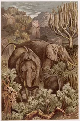 African Elephant, plate from Brehms Tierleben