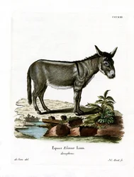 African Wild Ass
