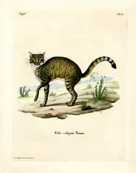 African Wildcat