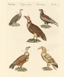 African and Asiatic Vultures