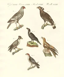 African birds