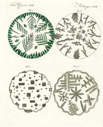 All Kinds of Salt Crystals