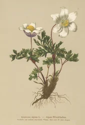Alpine Anemone (Anemone alpina, Pulsatilla alpina)