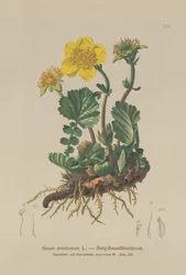 Alpine Avens