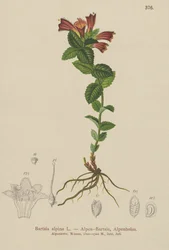 Alpine Bartsia