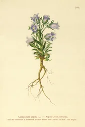 Alpine Bellflower