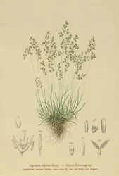 Alpine Bentgrass