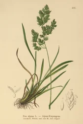 Alpine Bluegrass