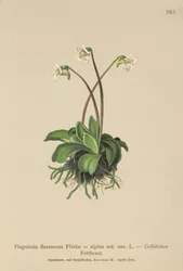 Alpine Butterwort
