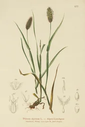 Alpine Cats-tail