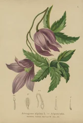 Alpine Clematis (Atragene alpina, Clematis alpina)