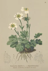 Alpine Crowfoot (Ranunculus alpestris)