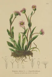 Alpine Erigeron