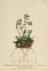Alpine Forget-me-not