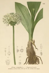 Alpine Leek