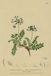 Alpine Milkvetch