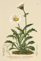 Alpine Moon Daisy
