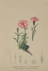 Alpine Pink