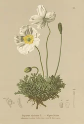 Alpine Poppy