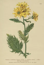 Alpine Ragwort