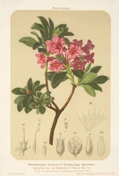 Alpine Rose (Rhododendron hirsutum)