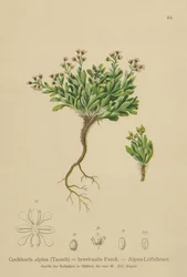 Alpine Scurvygrass