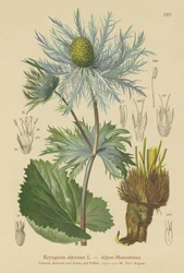 Alpine Sea Holly