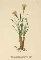 Alpine Sedge