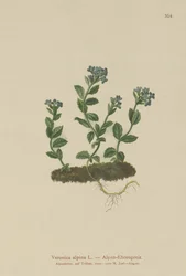 Alpine Speedwell