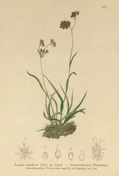 Alpine Wood-rush