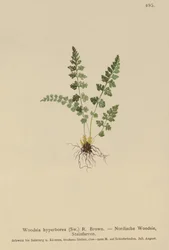 Alpine Woodsia